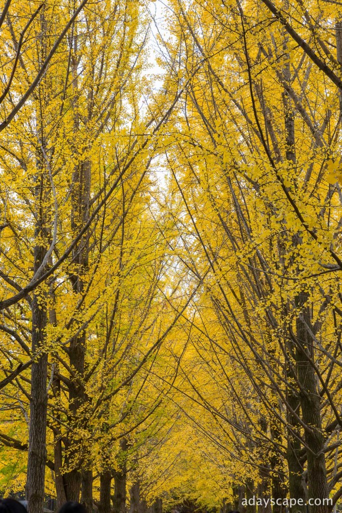 Nami Island 12