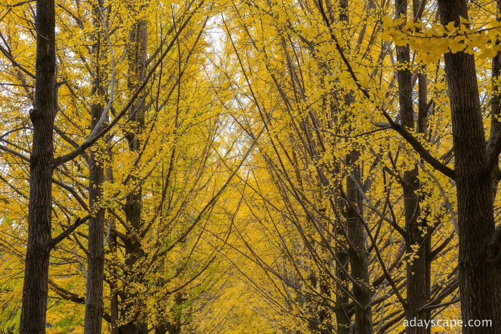 Nami Island 11