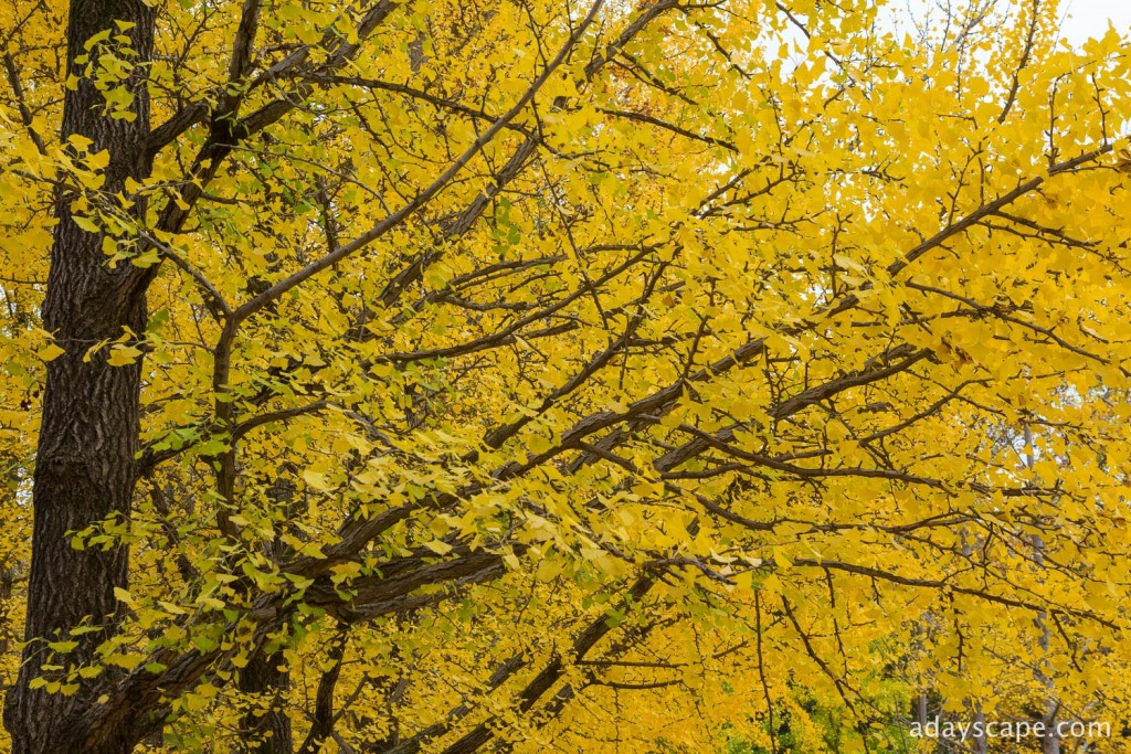 Nami Island 13