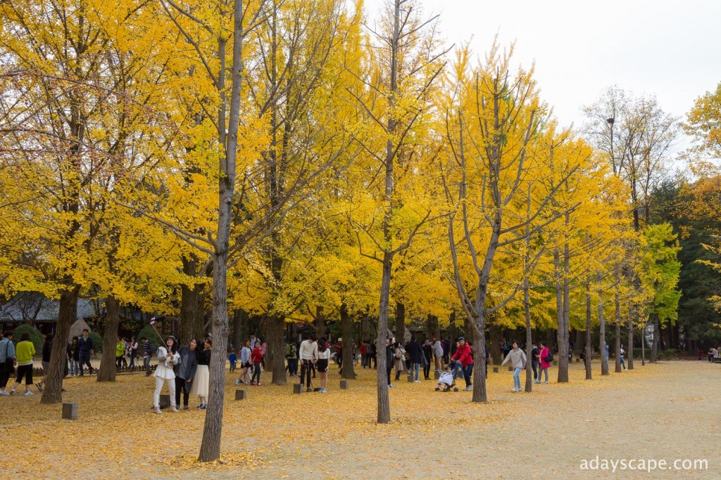 Nami Island 15