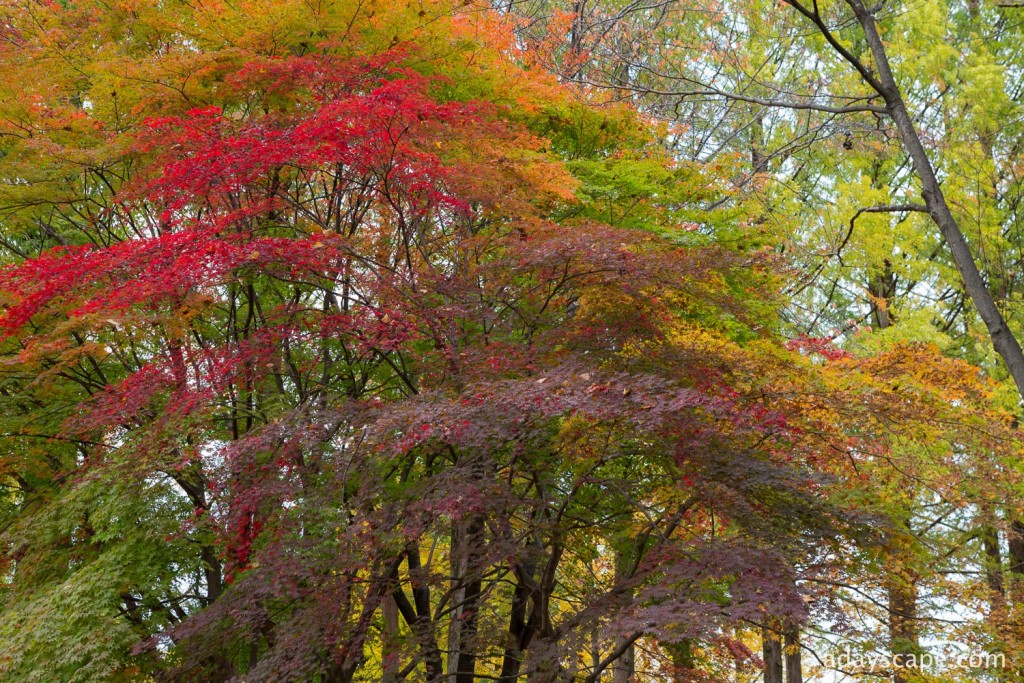 Nami Island 18