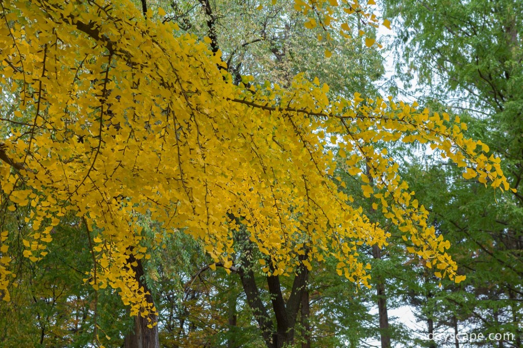 Nami Island 22