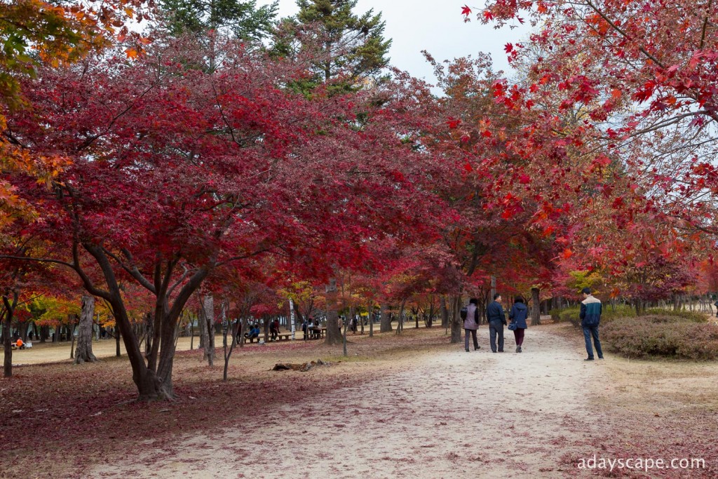 Nami Island 25