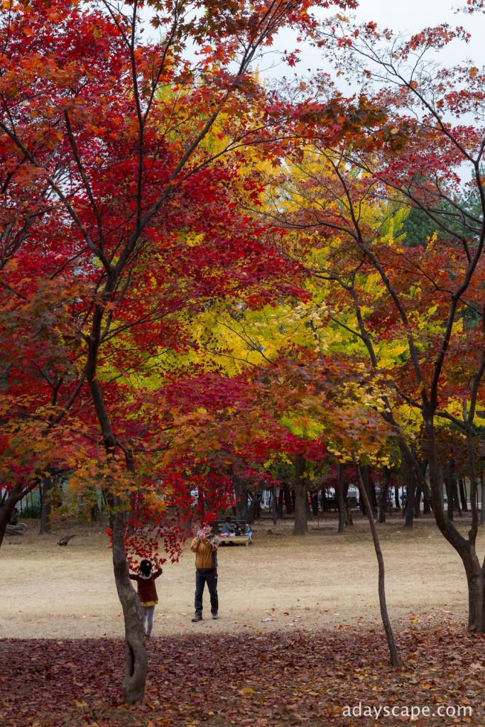 Nami Island 28