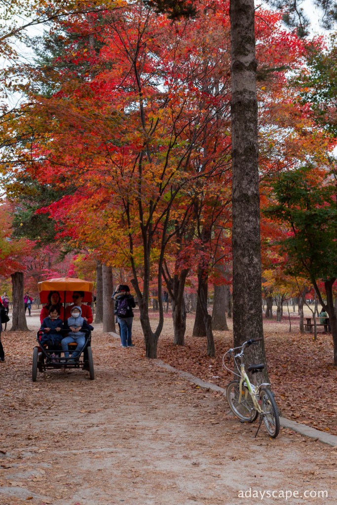 Nami Island 29