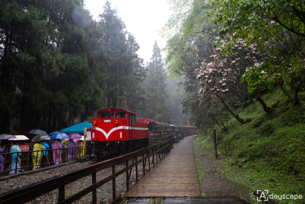 Alishan Forest Railway 5