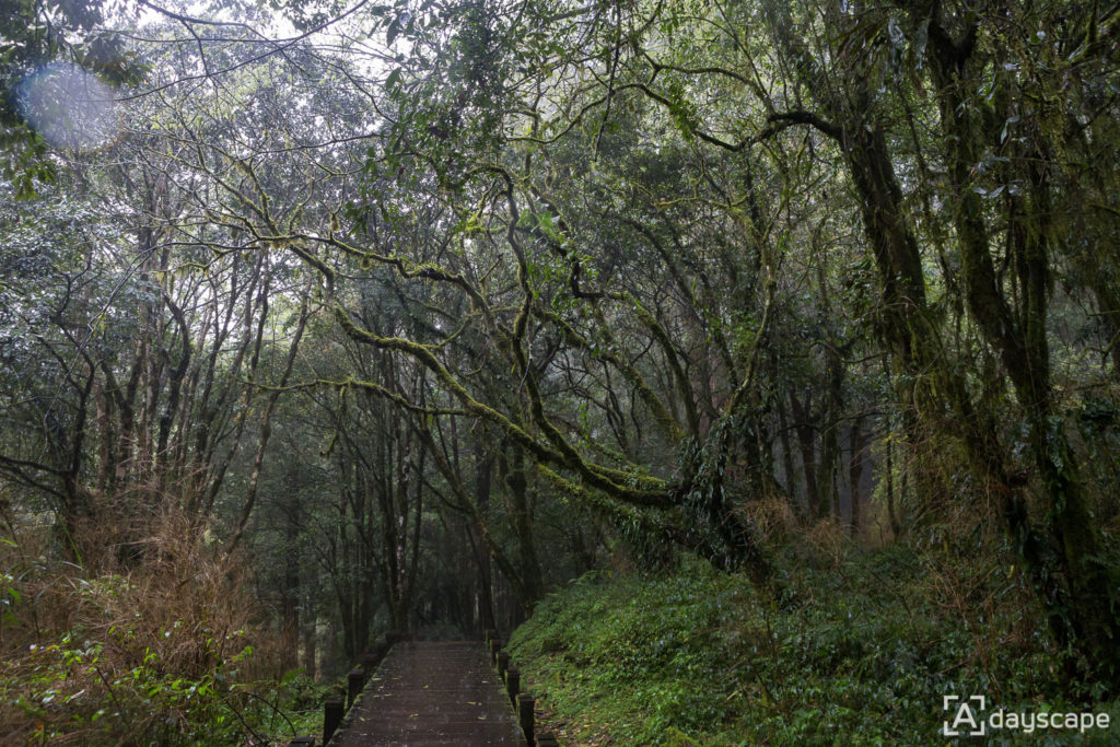 Alishan Forest Railway 6